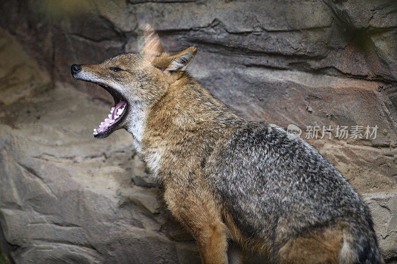 金豺(Canis aureus)特写肖像